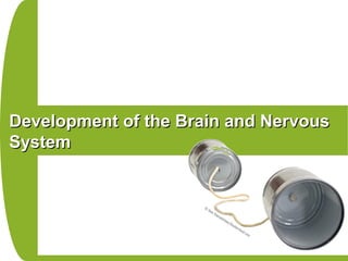 Development of the Brain and NervousDevelopment of the Brain and Nervous
SystemSystem
 