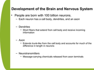 Development of the Brain and Nervous System
• People are born with 100 billion neurons.
– Each neuron has a cell body, dendrites, and an axon
– Dendrites
• Short fibers that extend from cell body and receive incoming
information
– Axon
• Extends trunk-like from the cell body and accounts for much of the
difference in length in neurons
– Neurotransmitters
• Message-carrying chemicals released from axon terminals
 