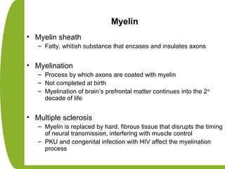 Myelin
• Myelin sheath
– Fatty, whitish substance that encases and insulates axons
• Myelination
– Process by which axons are coated with myelin
– Not completed at birth
– Myelination of brain’s prefrontal matter continues into the 2nd
decade of life
• Multiple sclerosis
– Myelin is replaced by hard, fibrous tissue that disrupts the timing
of neural transmission, interfering with muscle control
– PKU and congenital infection with HIV affect the myelination
process
 