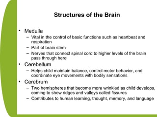 Structures of the Brain
• Medulla
– Vital in the control of basic functions such as heartbeat and
respiration
– Part of brain stem
– Nerves that connect spinal cord to higher levels of the brain
pass through here
• Cerebellum
– Helps child maintain balance, control motor behavior, and
coordinate eye movements with bodily sensations
• Cerebrum
– Two hemispheres that become more wrinkled as child develops,
coming to show ridges and valleys called fissures
– Contributes to human learning, thought, memory, and language
 