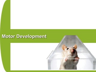 Motor DevelopmentMotor Development
 