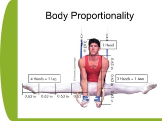 Body Proportionality
 