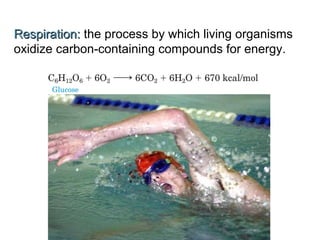 Respiration:Respiration: the process by which living organisms
oxidize carbon-containing compounds for energy.
 