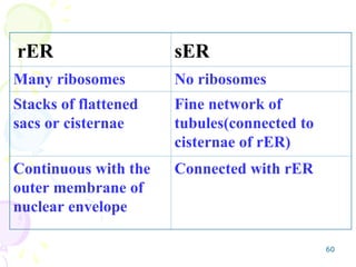 Cisterna Rer Chapter 4-1 Endomembrane system anatomy | PPT