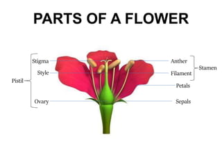 Chapter 4. pollination | PPT