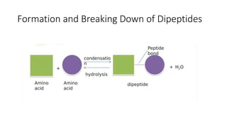 Formation and Breaking Down of Dipeptides
 