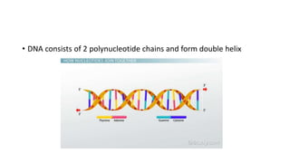 • DNA consists of 2 polynucleotide chains and form double helix
 