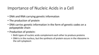 Importance of Nucleic Acids in a Cell
• DNA and RNA carrying genetic information
• The production of protein
• DNA carries genetic information in the form of genetic codes on a
polypeptide chain
• Production of protein:
• Both types of nucleic acids complement each other to produce proteins
• DNA is in the nucleus, but the synthesis of protein occurs in the ribosome in
the cell cytoplasm
 