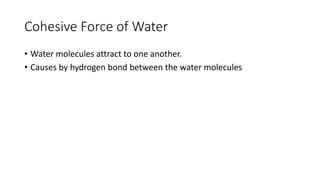 Cohesive Force of Water
• Water molecules attract to one another.
• Causes by hydrogen bond between the water molecules
 