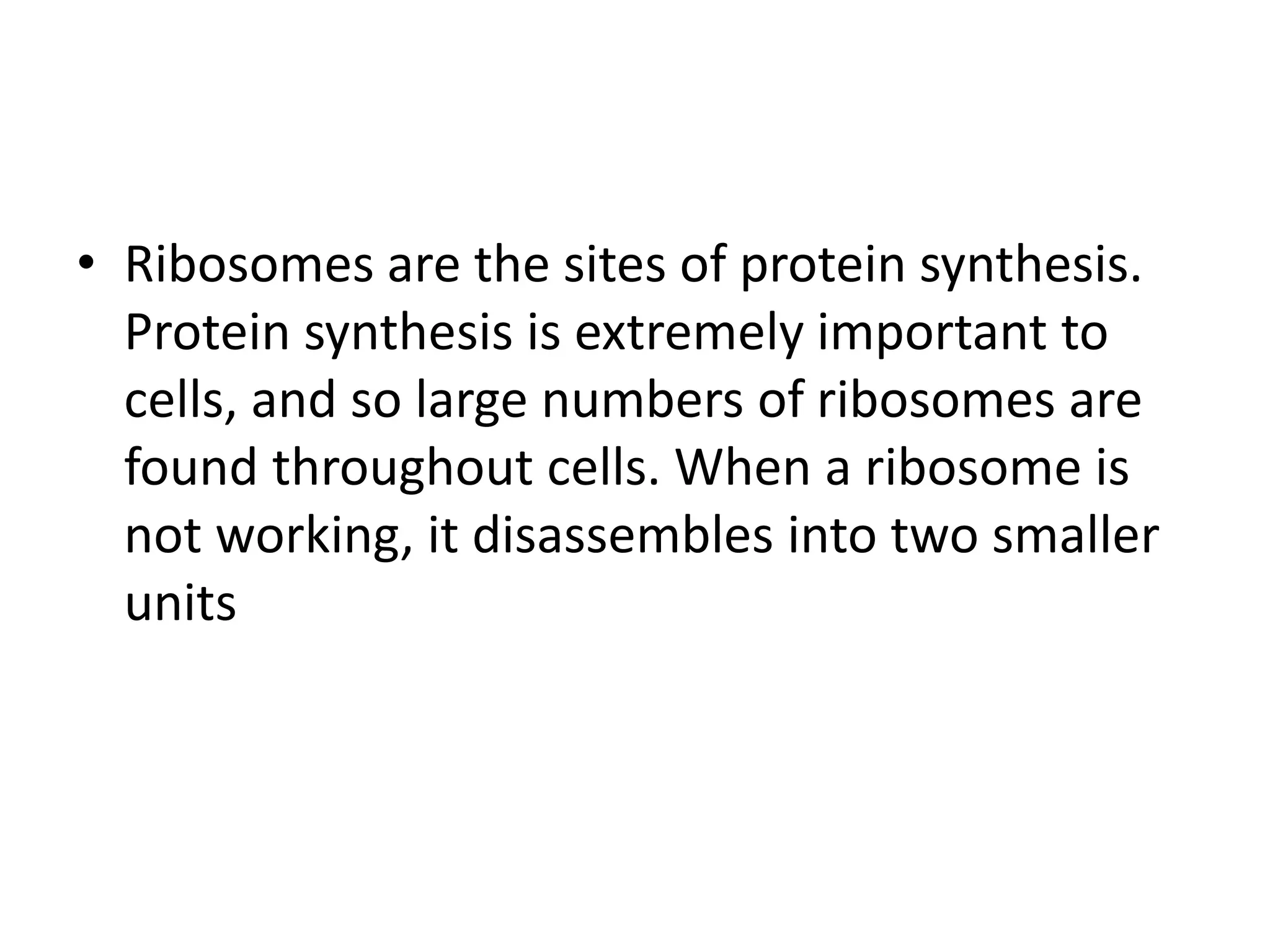 • Ribosomes are the sites of protein synthesis.
Protein synthesis is extremely important to
cells, and so large numbers of ribosomes are
found throughout cells. When a ribosome is
not working, it disassembles into two smaller
units
 