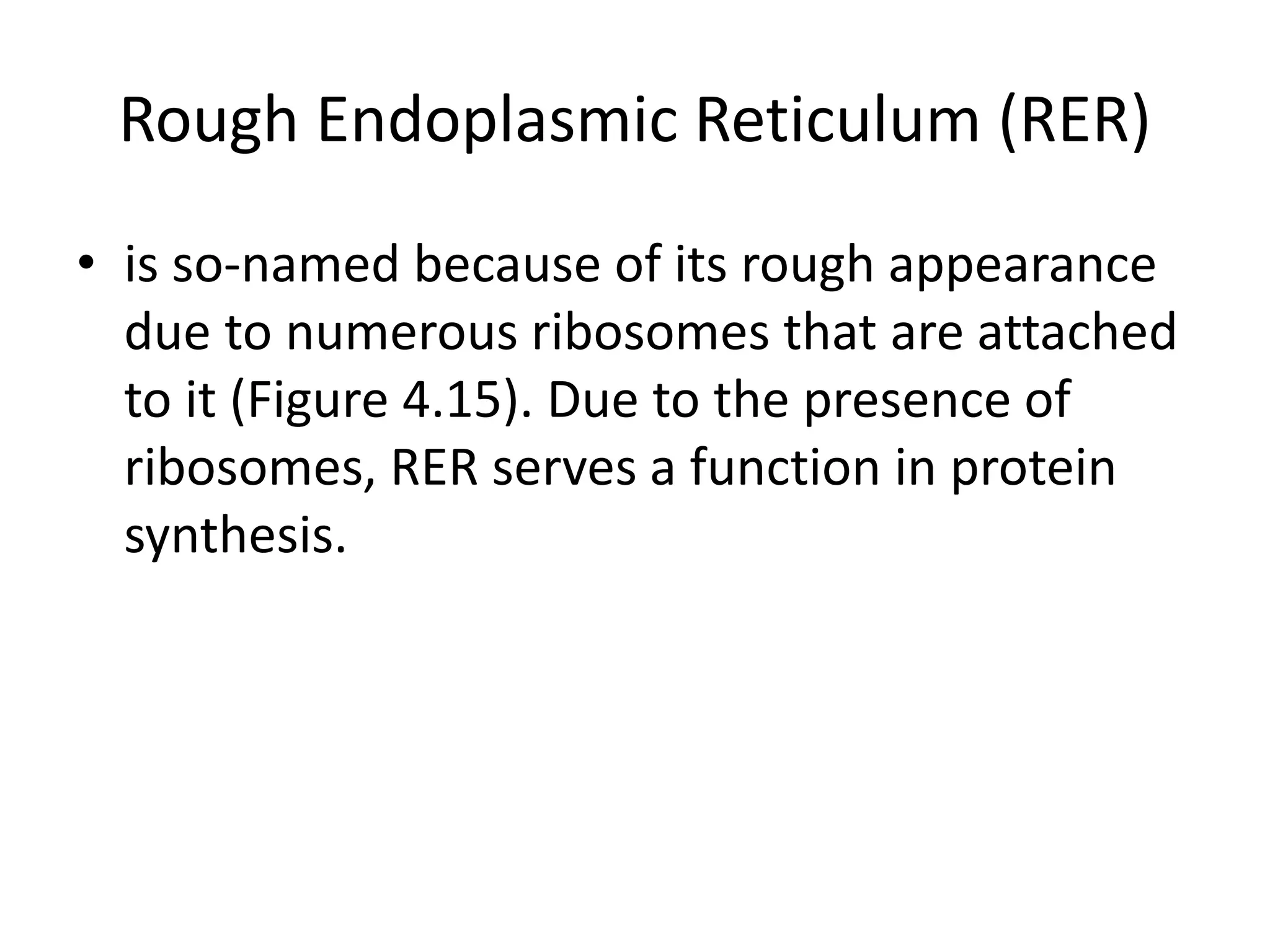 Rough Endoplasmic Reticulum (RER)
• is so-named because of its rough appearance
due to numerous ribosomes that are attached
to it (Figure 4.15). Due to the presence of
ribosomes, RER serves a function in protein
synthesis.
 