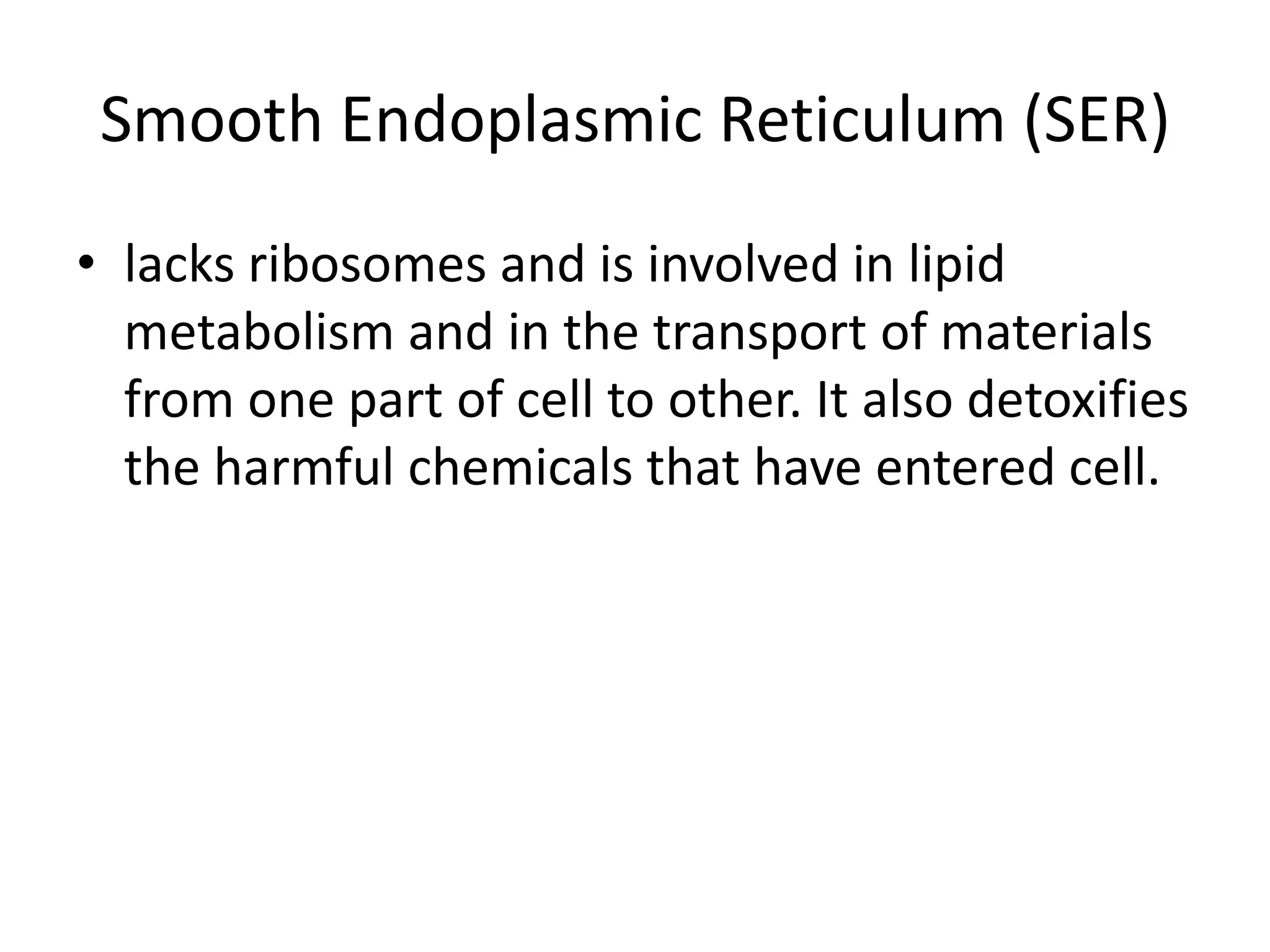 Smooth Endoplasmic Reticulum (SER)
• lacks ribosomes and is involved in lipid
metabolism and in the transport of materials
from one part of cell to other. It also detoxifies
the harmful chemicals that have entered cell.
 