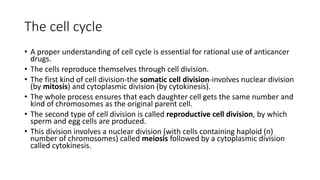 The cell cycle
• A proper understanding of cell cycle is essential for rational use of anticancer
drugs.
• The cells reproduce themselves through cell division.
• The first kind of cell division-the somatic cell division-involves nuclear division
(by mitosis) and cytoplasmic division (by cytokinesis).
• The whole process ensures that each daughter cell gets the same number and
kind of chromosomes as the original parent cell.
• The second type of cell division is called reproductive cell division, by which
sperm and egg cells are produced.
• This division involves a nuclear division (with cells containing haploid (n)
number of chromosomes) called meiosis followed by a cytoplasmic division
called cytokinesis.
 
