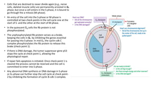 • Cells that are destined to never divide again (e.g., nerve
cells, skeletal muscle cells) are permanently arrested in G₁
phase; but once a cell enters in the S-phase, it is bound to
go through the a mitosis (M-phase).
• An entry of the cell into the S-phase or M-phase is
controlled at two check points in the cell cycle one at the
start of S- and the other at the start of M-phase.
• In the quiescent G0 cells the Rb protein is not
phosphorylated.
• The unphosphorylated Rb protein serves as a brake,
keeping the cells in G₁ by inhibiting the genes essential
for passing into S-phase. In mid G₁, the cyclin-cdk C
complex phosphorylates the Rb protein to release this
brake (check point 1).
• If there is DNA damage, the tumor suppressor gene p53
stops the cycle at check point 1, allowing the
physiological repair.
• If repair fails apoptosis is initiated. Once check point 1 is
cleared the process cannot be reversed and the cell is
committed to enter into S-phase.
• Any abnormal DNA synthesis or DNA damage in S-phase
or G₁-phase can further stop the cell cycle at check point-
2 by inhibiting the formation of cyclin B-cdk 1 complex.
 