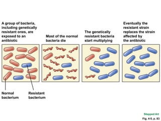 Fig. 4-5, p. 83
Most of the normal
bacteria die
The genetically
resistant bacteria
start multiplying
Eventually the
resistant strain
replaces the strain
affected by
the antibiotic
A group of bacteria,
including genetically
resistant ones, are
exposed to an
antibiotic
Normal
bacterium
Resistant
bacterium
Stepped Art
 