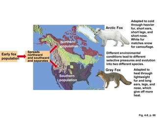 Spreads
northward
and southward
and separates
Arctic Fox
Gray Fox
Different environmental
conditions lead to different
selective pressures and evolution
into two different species.
Adapted to cold
through heavier
fur, short ears,
short legs, and
short nose.
White fur
matches snow
for camouflage.
Adapted to
heat through
lightweight
fur and long
ears, legs, and
nose, which
give off more
heat.
Northern
population
Southern
population
Early fox
population
Fig. 4-8, p. 68
 