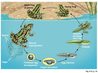 Organ formation
Eggs
Sperm
Sexual
reproduction
Fertilized egg
development
Egg hatches
Tadpole
Tadpole
develops
into frog
Adult frog
(3 years) Young frog
Fig. 4-12, p. 74
 