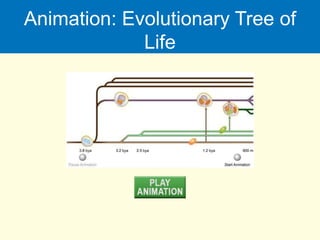 Animation: Evolutionary Tree of
Life
 