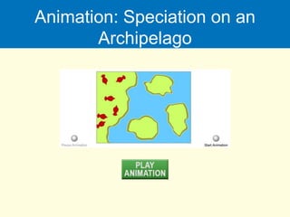 Animation: Speciation on an
Archipelago
 