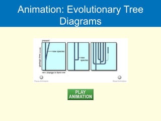 Animation: Evolutionary Tree
Diagrams
 