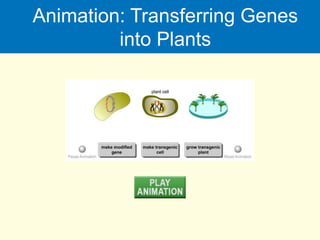 Animation: Transferring Genes
into Plants
 