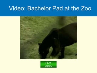Video: Bachelor Pad at the Zoo
PLAY
VIDEO
 