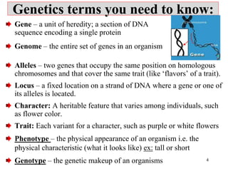 Genetics Terminology Examples Chapter 4. Genetics and Evolution.pptx