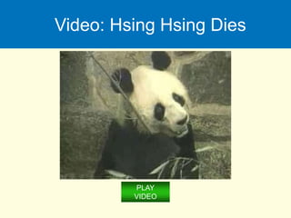 Video: Hsing Hsing Dies
PLAY
VIDEO
 