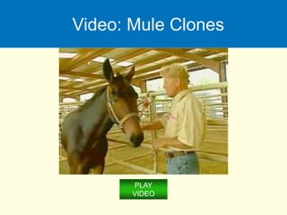 Video: Mule Clones
PLAY
VIDEO
 