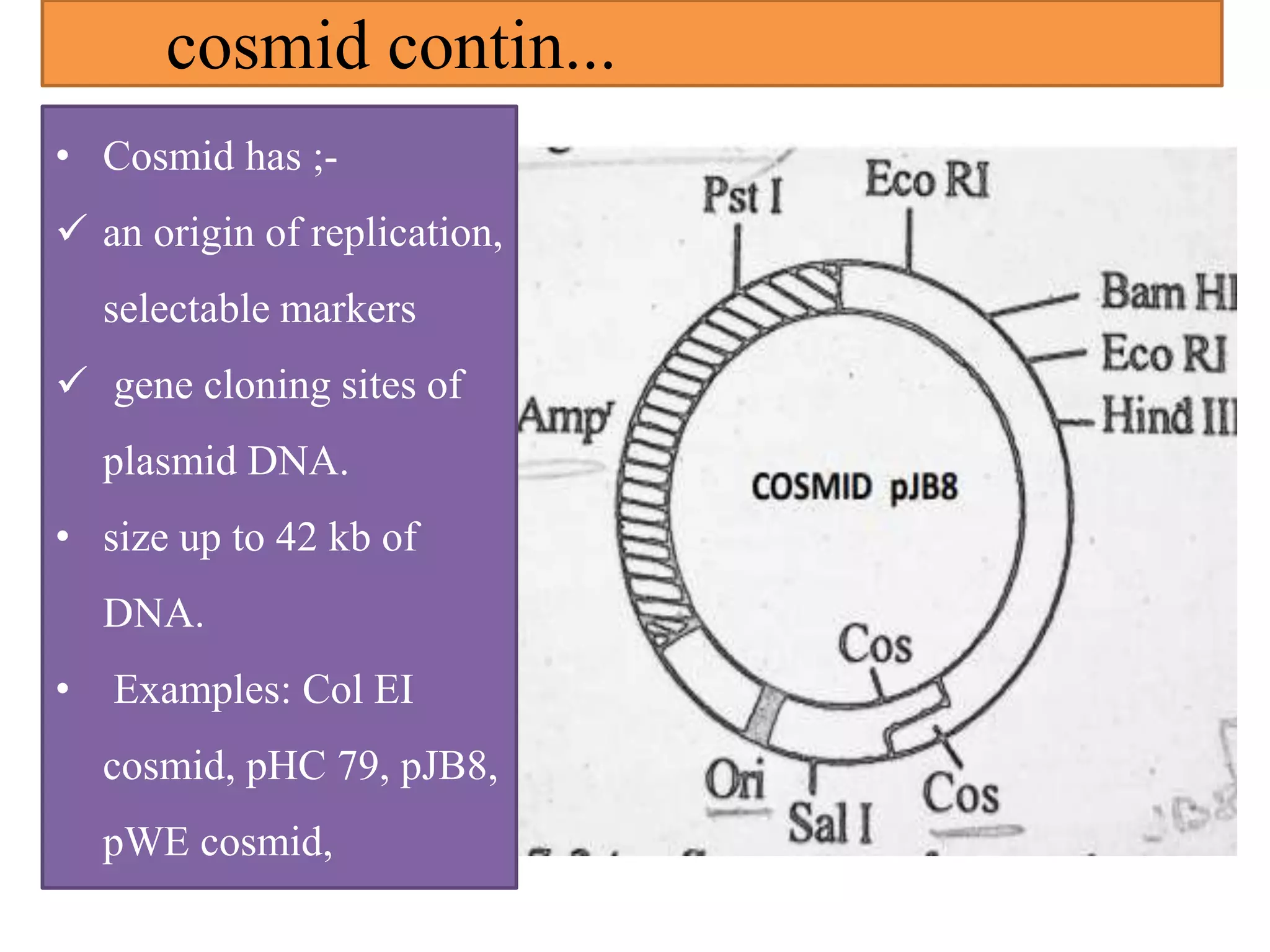 cosmid contin...
• Cosmid has ;-
 an origin of replication,
selectable markers
 gene cloning sites of
plasmid DNA.
• size up to 42 kb of
DNA.
• Examples: Col EI
cosmid, pHC 79, pJB8,
pWE cosmid,
 