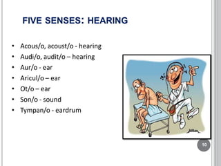 FIVE SENSES: HEARING
10
• Acous/o, acoust/o - hearing
• Audi/o, audit/o – hearing
• Aur/o - ear
• Aricul/o – ear
• Ot/o – ear
• Son/o - sound
• Tympan/o - eardrum
 