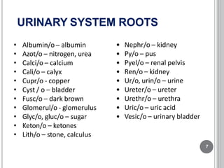 URINARY SYSTEM ROOTS
7
• Albumin/o – albumin
• Azot/o – nitrogen, urea
• Calci/o – calcium
• Cali/o – calyx
• Cupr/o - copper
• Cyst / o – bladder
• Fusc/o – dark brown
• Glomerul/o - glomerulus
• Glyc/o, gluc/o – sugar
• Keton/o – ketones
• Lith/o – stone, calculus
• Nephr/o – kidney
• Py/o – pus
• Pyel/o – renal pelvis
• Ren/o – kidney
• Ur/o, urin/o – urine
• Ureter/o – ureter
• Urethr/o – urethra
• Uric/o – uric acid
• Vesic/o – urinary bladder
 