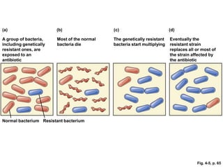 Fig. 4-5, p. 65
Resistant bacterium
(a)
A group of bacteria,
including genetically
resistant ones, are
exposed to an
antibiotic
(b)
Most of the normal
bacteria die
(c)
The genetically resistant
bacteria start multiplying
(d)
Eventually the
resistant strain
replaces all or most of
the strain affected by
the antibiotic
Normal bacterium
 