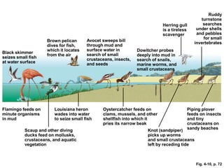 Louisiana heron
wades into water
to seize small fish
Black skimmer
seizes small fish
at water surface
Ruddy
turnstone
searches
under shells
and pebbles
for small
invertebrates
Avocet sweeps bill
through mud and
surface water in
search of small
crustaceans, insects,
and seeds
Brown pelican
dives for fish,
which it locates
from the air
Dowitcher probes
deeply into mud in
search of snails,
marine worms, and
small crustaceans
Herring gull
is a tireless
scavenger
Flamingo feeds on
minute organisms
in mud
Scaup and other diving
ducks feed on mollusks,
crustaceans, and aquatic
vegetation
Piping plover
feeds on insects
and tiny
crustaceans on
sandy beaches
Knot (sandpiper)
picks up worms
and small crustaceans
left by receding tide
Oystercatcher feeds on
clams, mussels, and other
shellfish into which it
pries its narrow beak
Fig. 4-10, p. 72
 