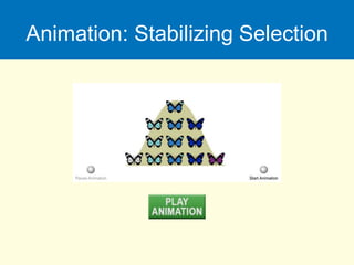 Animation: Stabilizing Selection
 