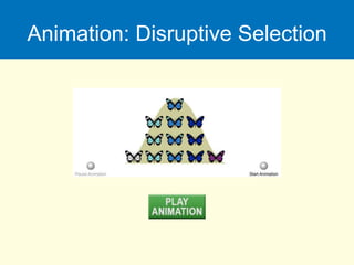 Animation: Disruptive Selection
 