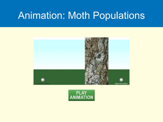 Animation: Moth Populations
 