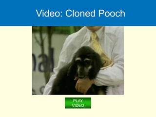 Video: Cloned Pooch
PLAY
VIDEO
 