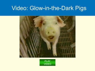Video: Glow-in-the-Dark Pigs
PLAY
VIDEO
 