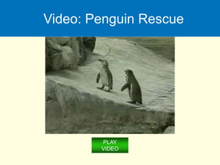 Video: Penguin Rescue
PLAY
VIDEO
 
