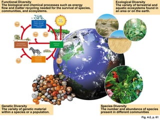 Functional Diversity
The biological and chemical processes such as energy
flow and matter recycling needed for the survival of species,
communities, and ecosystems.
Genetic Diversity
The variety of genetic material
within a species or a population.
Species Diversity
The number and abundance of species
present in different communities
Ecological Diversity
The variety of terrestrial and
aquatic ecosystems found in
an area or on the earth.
Fig. 4-2, p. 61
 
