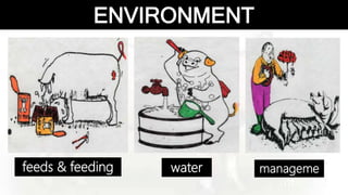 Swine Health Management- Learn how to manage the health of your pigs | PPTX
