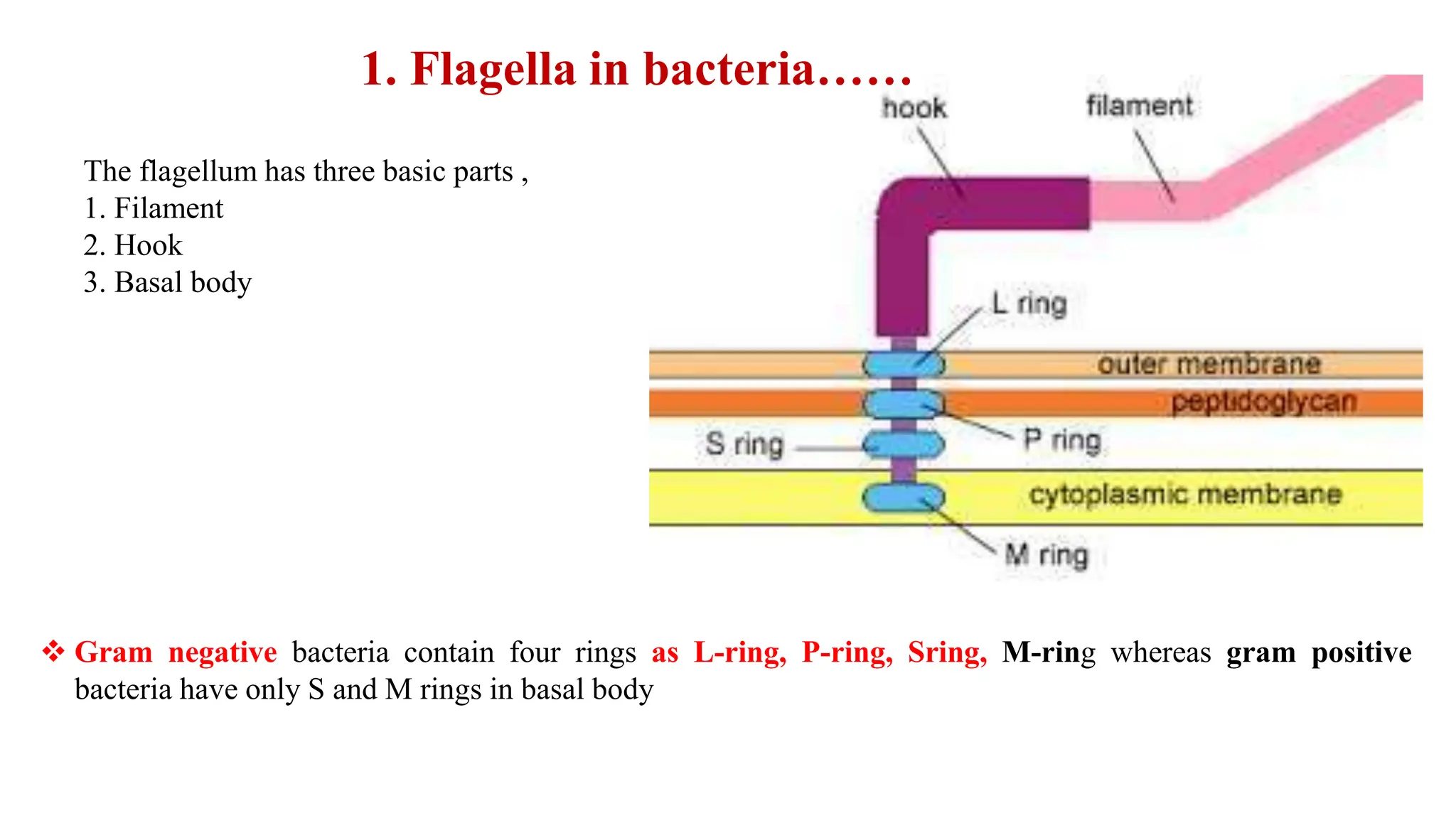 chapter 4.bicterial structure and functionpptx | PPTX