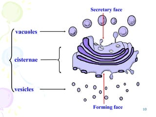 10
Secretary face
Forming face
cisternae
vesicles
vacuoles
 