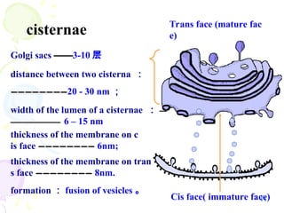 11
cisternae
Golgi sacs ——
——3-10 层
distance between two cisterna ：
————————
————————20 - 30 nm ；
Cis face( immature face)
thickness of the membrane on c
is face ————————
———————— 6nm;
formation ： fusion of vesicles 。
thickness of the membrane on tran
s face ————————
———————— 8nm.
width of the lumen of a cisternae ： —
—
———————
——————— 6 – 15 nm
Trans face (mature fac
e)
 