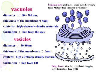 12
vesicles
diameter ： 30-80nm
thickness of the membrane ： 6nm;
content: high electronic density materials
formation ： bud from ER
diameter ： 100 – 500 nm;
thickness of the membrane: 8nm;
contents: high electronic density materials
formation ： bud from the sacs
vacuoles
Bulgy face, entry face; cis face; Forming
face; Immature face (ER)
Concave face; exit face; trans face; Secretary
face; Mature face (plasma membrane)
 