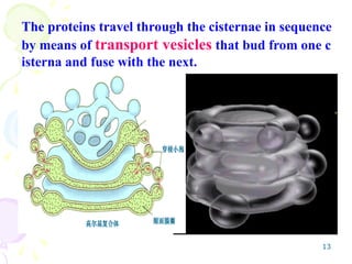 13
The proteins travel through the cisternae in sequence
by means of transport vesicles that bud from one c
isterna and fuse with the next.
 