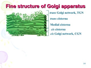 14
Fine structure of Golgi apparatus
Fine structure of Golgi apparatus
trans Golgi network, TGN
trans cisterna
Medial cisterna
cis cisterna
cis Golgi network, CGN
 