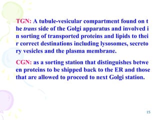 15
TGN: A tubule-vesicular compartment found on t
he trans side of the Golgi apparatus and involved i
n sorting of transported proteins and lipids to thei
r correct destinations including lysosomes, secreto
ry vesicles and the plasma membrane.
CGN: as a sorting station that distinguishes betwe
en proteins to be shipped back to the ER and those
that are allowed to proceed to next Golgi station.
 