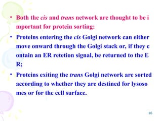 16
• Both the cis and trans network are thought to be i
mportant for protein sorting:
• Proteins entering the cis Golgi network can either
move onward through the Golgi stack or, if they c
ontain an ER retetion signal, be returned to the E
R;
• Proteins exiting the trans Golgi network are sorted
according to whether they are destined for lysoso
mes or for the cell surface.
 